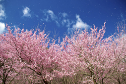 青空のもと満開の桜が並ぶ、美しい情景