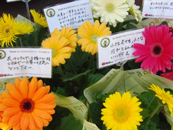 東日本大震災 お花とまごころと音楽を障害者のご家庭にお届けしました 日本生まれの国際ngo r Japan 難民を助ける会