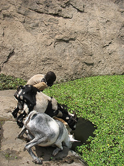 山間のため池で子どもが水を飲んでいます。その隣ではヤギも同じ水を飲んでいます。