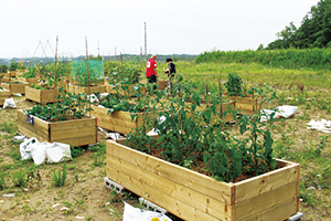 木製のプランターに野菜が育つ菜園