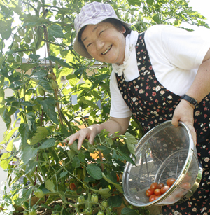 収穫したトマトを見せる女性