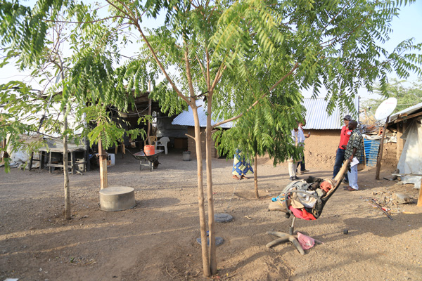 カクマ難民キャンプの様子。木材などで作られた家と家の間に、木が植えられています