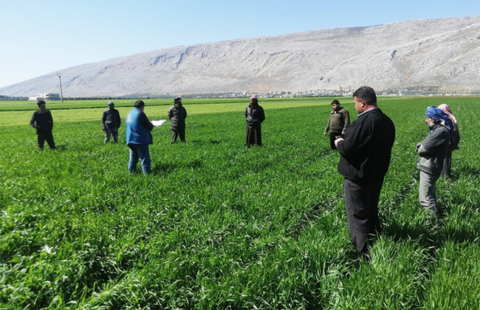 Men listening to a talk amidst green wheat bushes