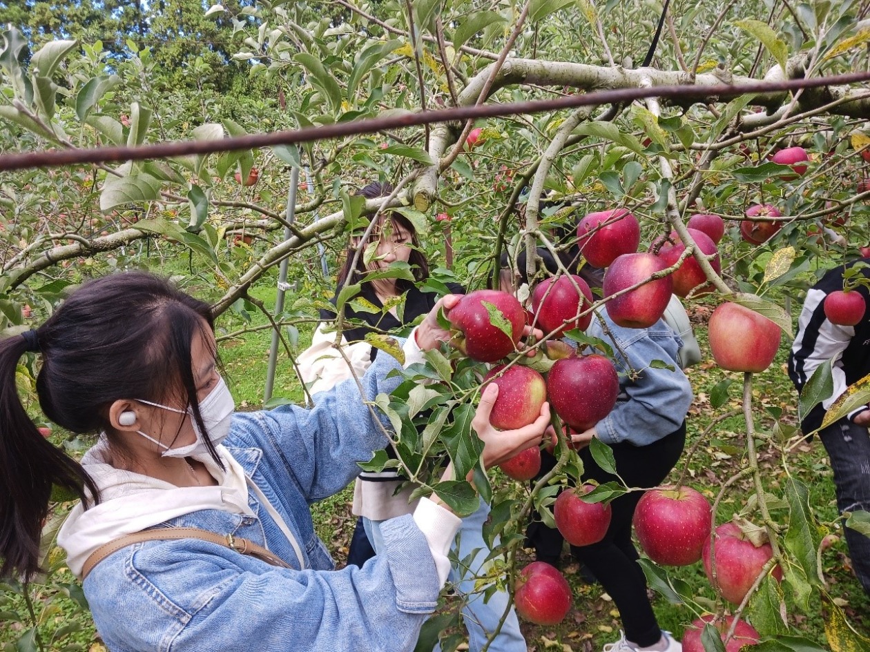 Two women participating in apple picking