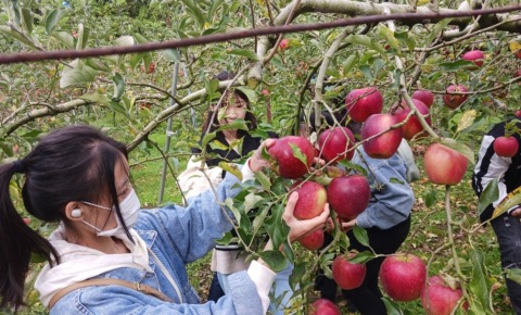 Two women participating in apple picking