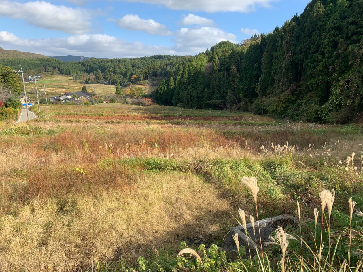 Photo of terraced rice paddies