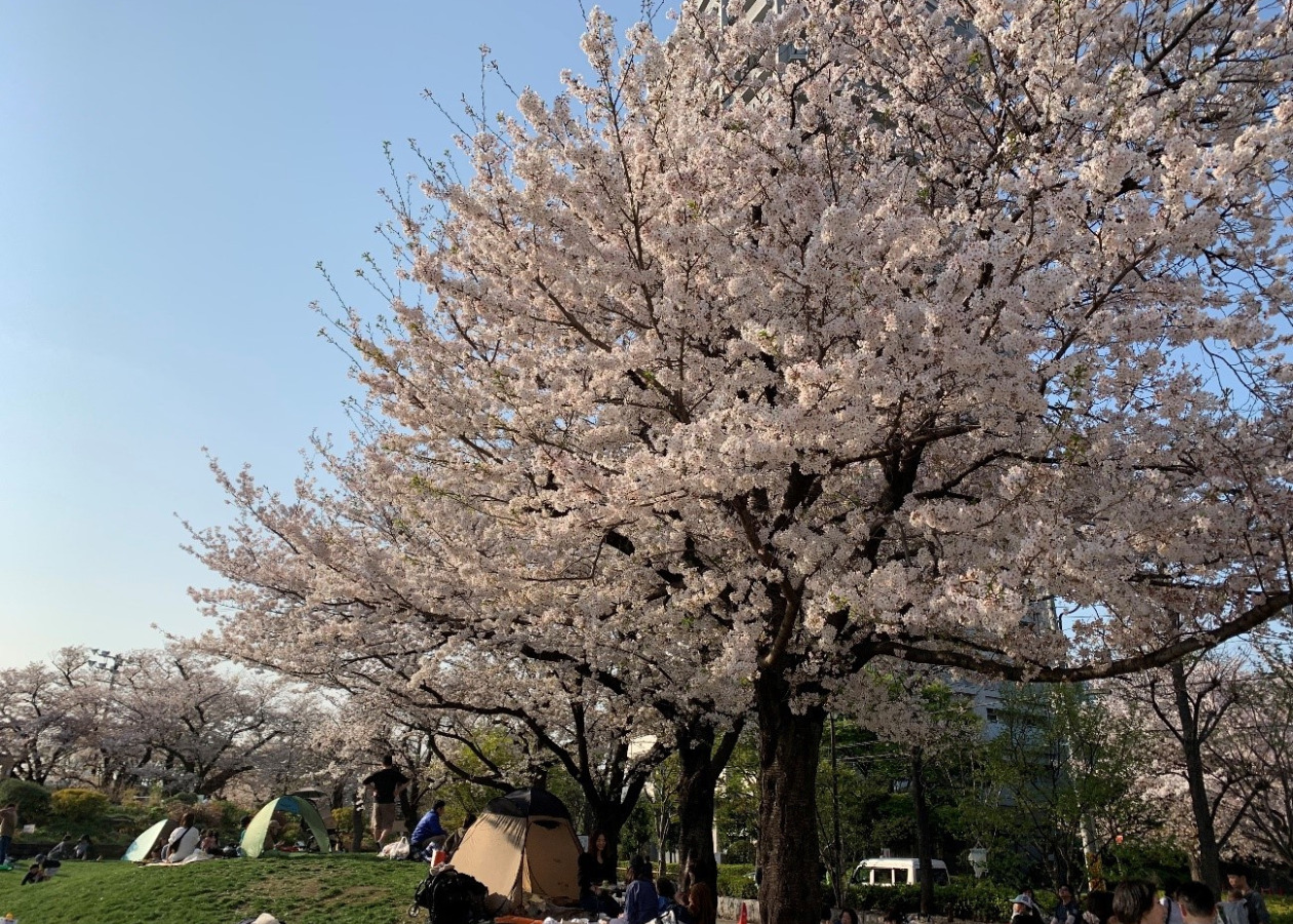 都内の公園、桜が満開の写真