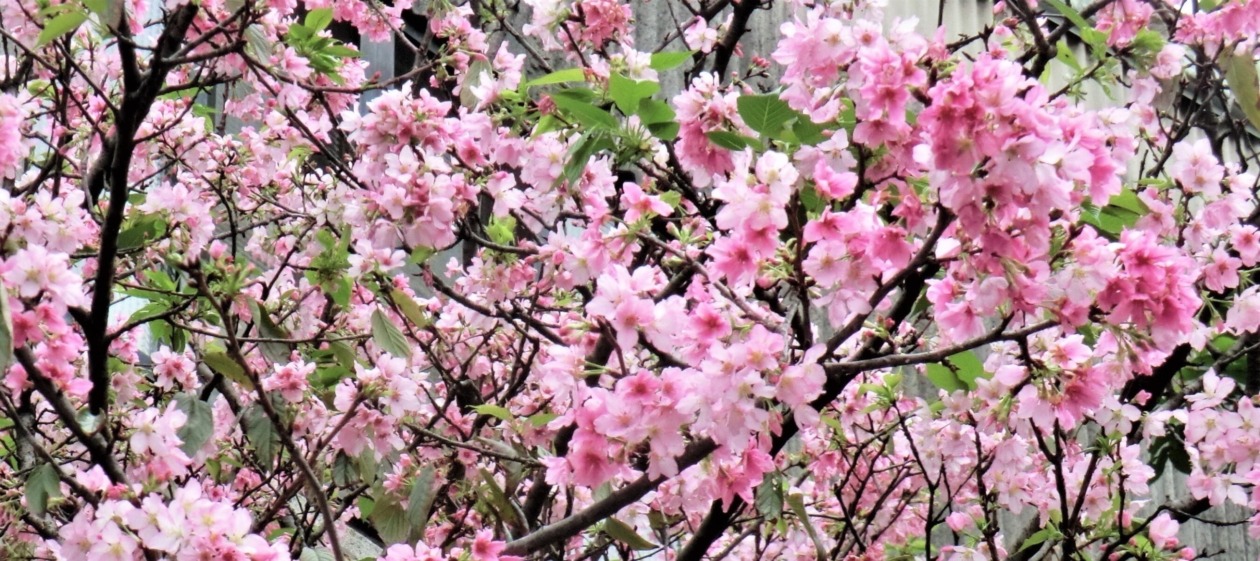台北で撮影した桜