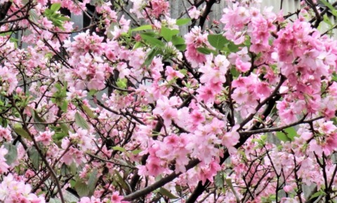 台北で撮影した桜