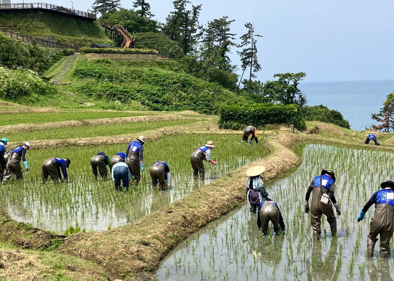 草取り作業の様子