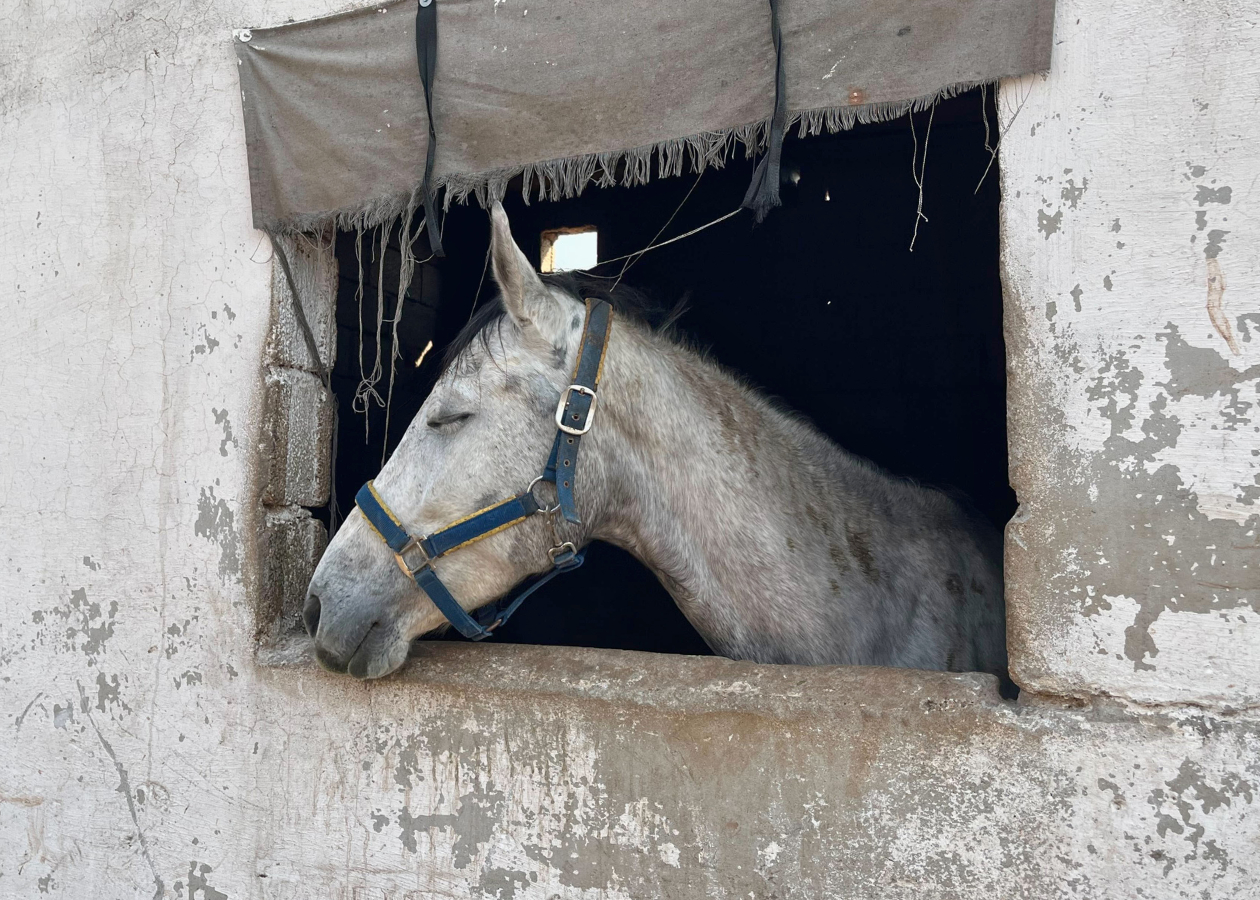 眠る馬